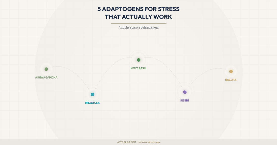 5 Adaptogens for Stress That Actually Work (And the Science Behind Them) - Astral & Root