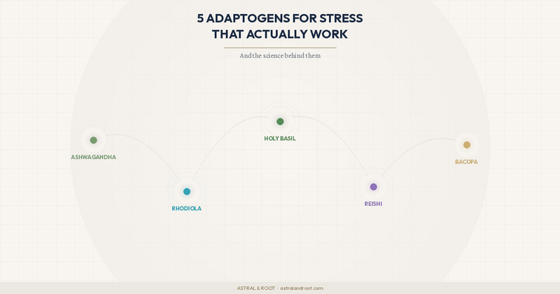 5 Adaptogens for Stress That Actually Work (And the Science Behind Them) - Astral & Root