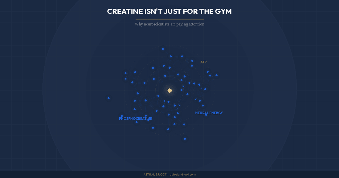 Creatine Isn't Just for the Gym — Why Neuroscientists Are Paying Attention - Astral & Root